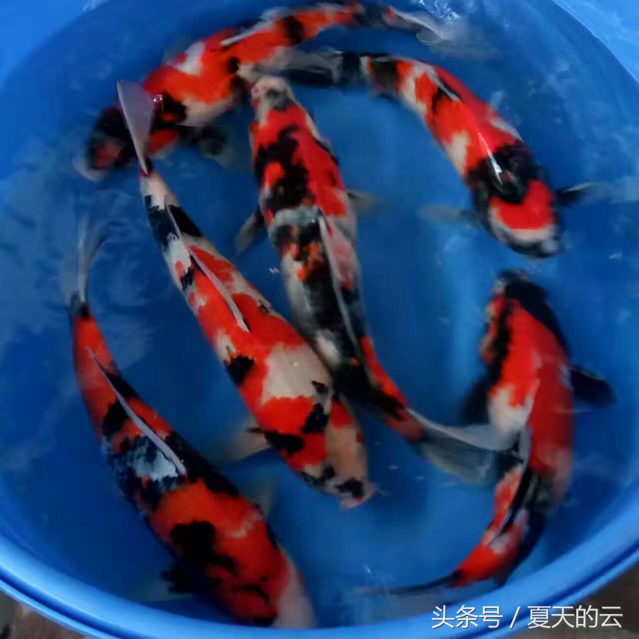 经验之谈生活感悟,高密度帆布池养鱼经验之谈