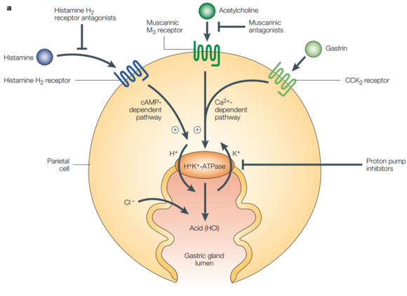 专家推荐治疗幽门螺杆菌,专家治疗幽门螺杆菌药方
