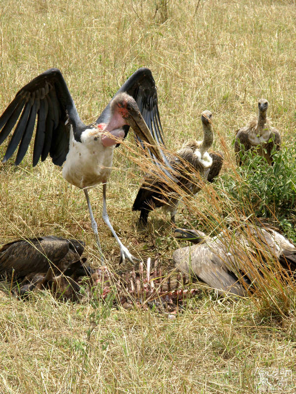 2021年东非动物大迁徙全程直播,东非草原野生动物大迁徙