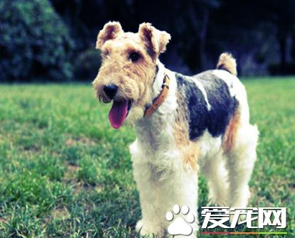 刚毛猎狐梗剪毛怎么办,刚毛猎狐梗拔毛技巧