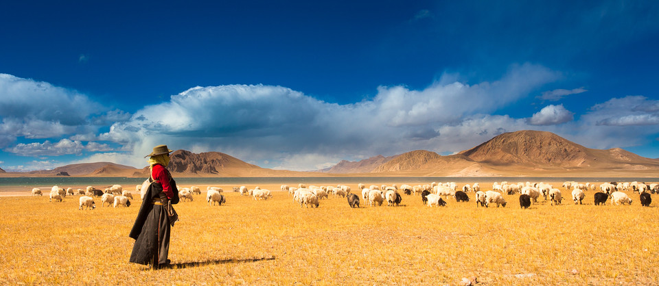 朋友圈现新网红“浮云牧场”四川藏区世界级资源正在起飞