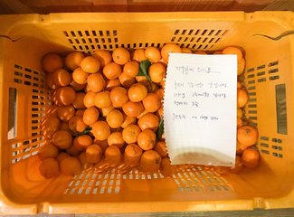 济州岛游记记录,济州岛的春天旅行日记