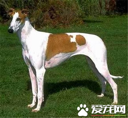 灵缇犬怎么喂,灵缇犬怎么喂养