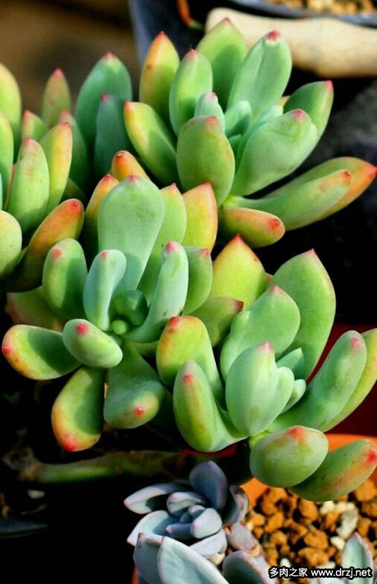 多肉品种是怎么杂交出来的,跨物种杂交成功的有哪些