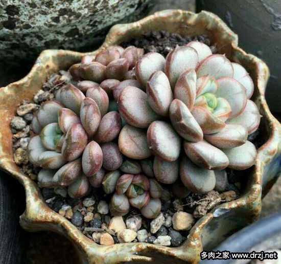 多肉品种是怎么杂交出来的,跨物种杂交成功的有哪些