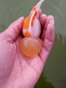 罕见皇冠珍珠，极品观赏鱼！肉瘤大小和价格关系解读