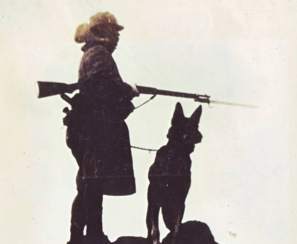 狼青是日本军犬吗,日本狼青犬的祖先