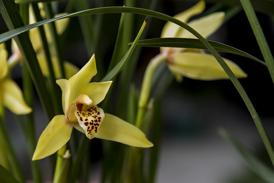 30种小植物,有大作用却很少有人知道的植物