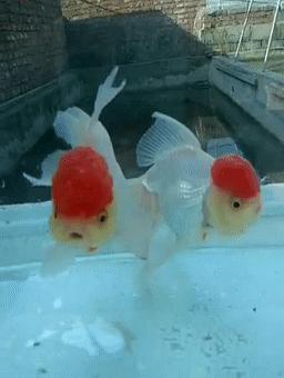 罕见皇冠珍珠，极品观赏鱼！肉瘤大小和价格关系解读