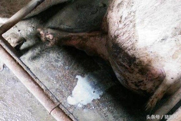 母猪的一些病,母猪的故事视频大全