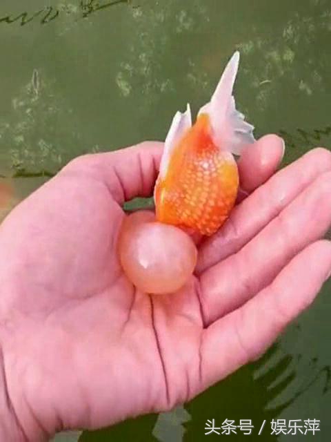 罕见皇冠珍珠，极品观赏鱼！肉瘤大小和价格关系解读