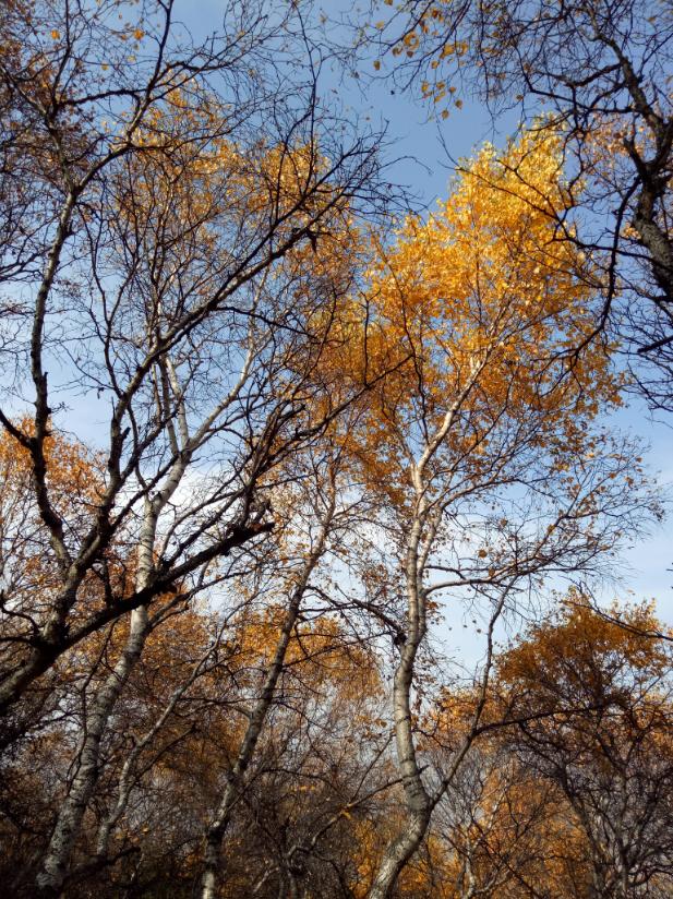张北的草原天路之旅,张北天路攻略