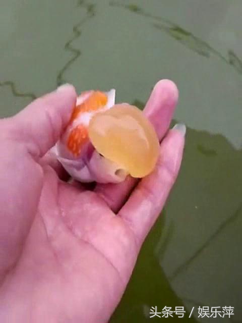 罕见皇冠珍珠，极品观赏鱼！肉瘤大小和价格关系解读