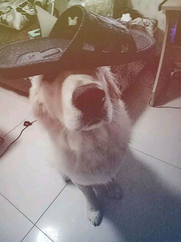 养只金毛有什么好处,养一只金毛真实感受