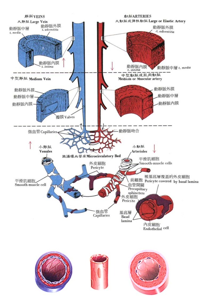 种完“草莓”不想虐狗？3min去除吻痕技能get√