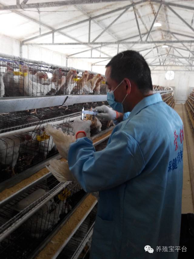 爱佳集团杨经理,杨文斌的养殖场