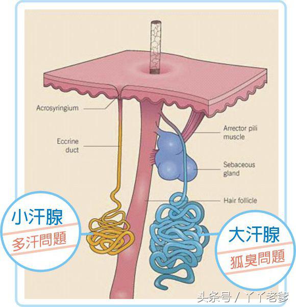 科学揭秘狐臭的故事,怎样判断是真的狐臭还是假的狐臭