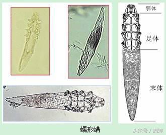 养宠物你要喂什么给它吃,当你的宠物吃下了你不知道的东西