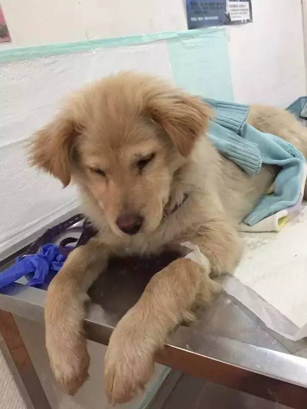 怕了24年的狗狗，却遇见了改变她一生的狗狗