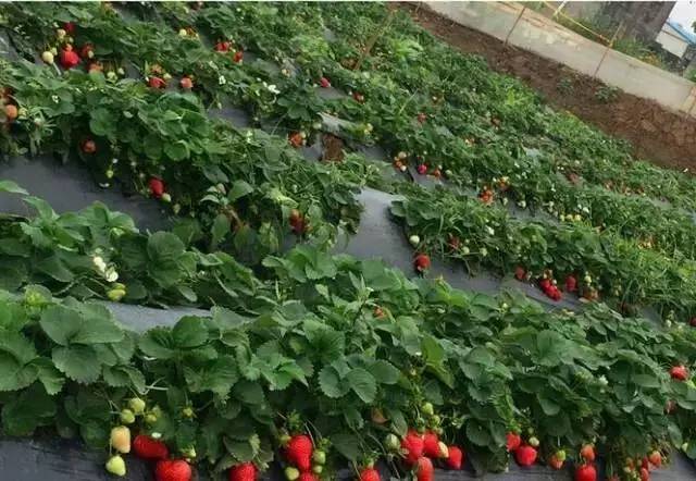 中山南区摘草莓,吐血整理10城33个市集