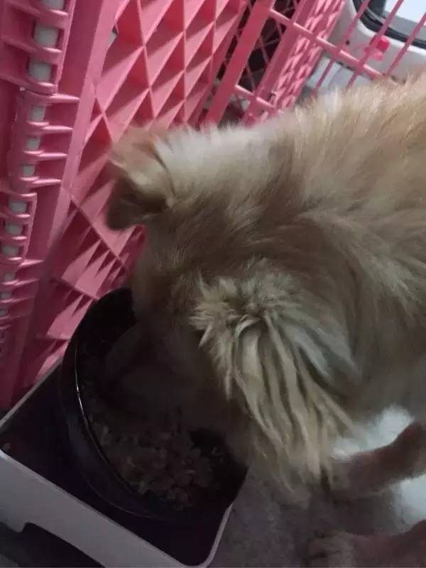 怕了24年的狗狗，却遇见了改变她一生的狗狗