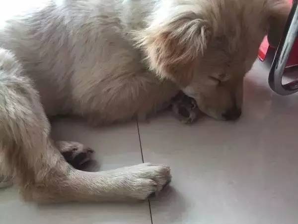 怕了24年的狗狗，却遇见了改变她一生的狗狗