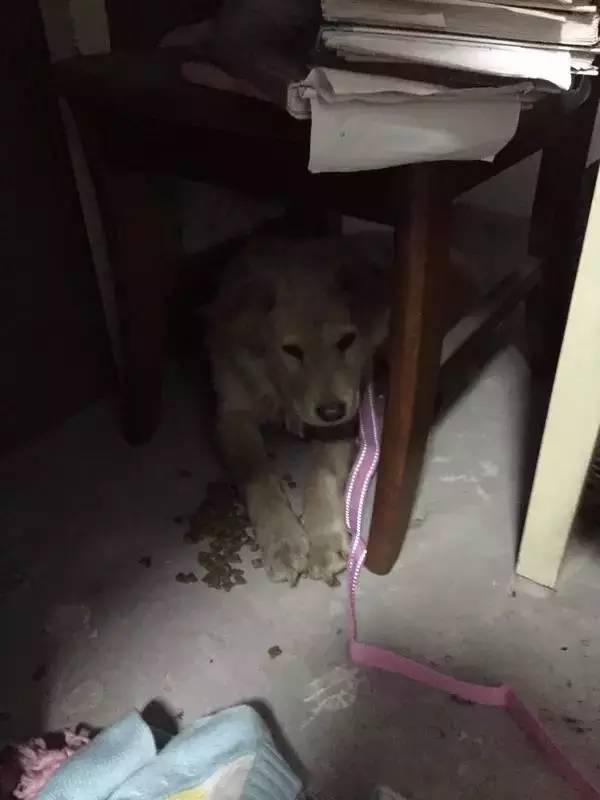 怕了24年的狗狗，却遇见了改变她一生的狗狗