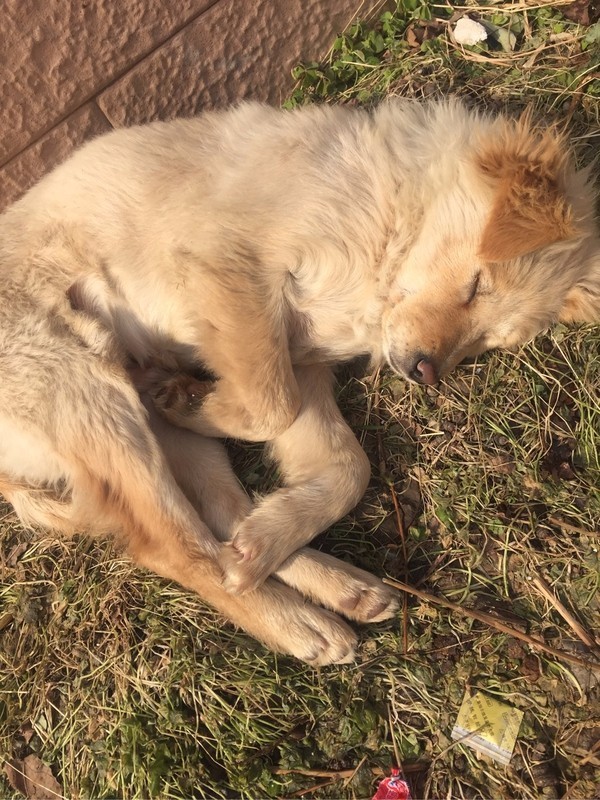 怕了24年的狗狗，却遇见了改变她一生的狗狗