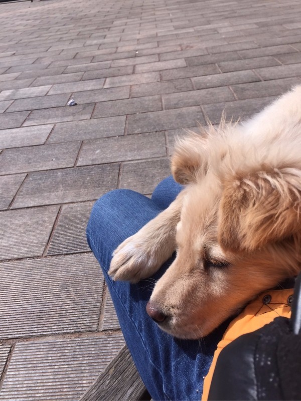 怕了24年的狗狗，却遇见了改变她一生的狗狗