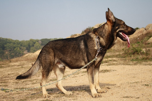 狼青是日本军犬吗,日本狼青犬的祖先