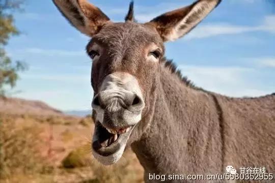 甘谷民谣15首,甘谷谣经典歌曲