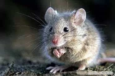 一念善意，救下怀孕母鼠，母鼠报恩，福泽后人！