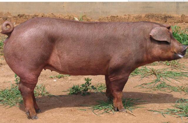 公猪与母猪怎样才算不是近亲,公猪和母猪直接育种