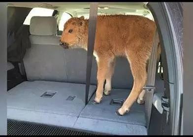 用心的犊牛管理者CRI国际兽医学博士——大卫L·布朗