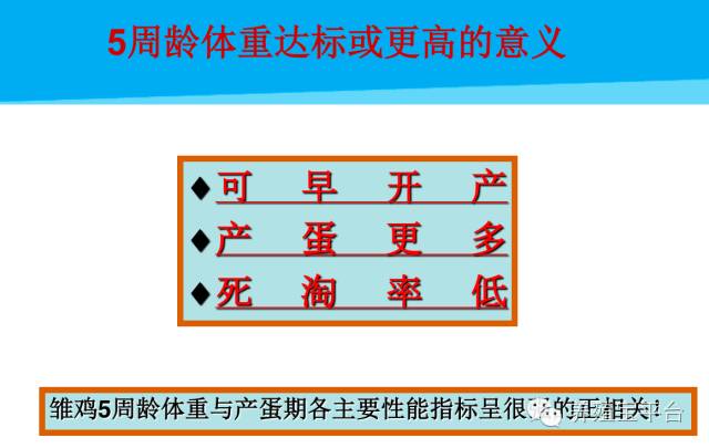 爱佳集团杨经理,杨文斌的养殖场