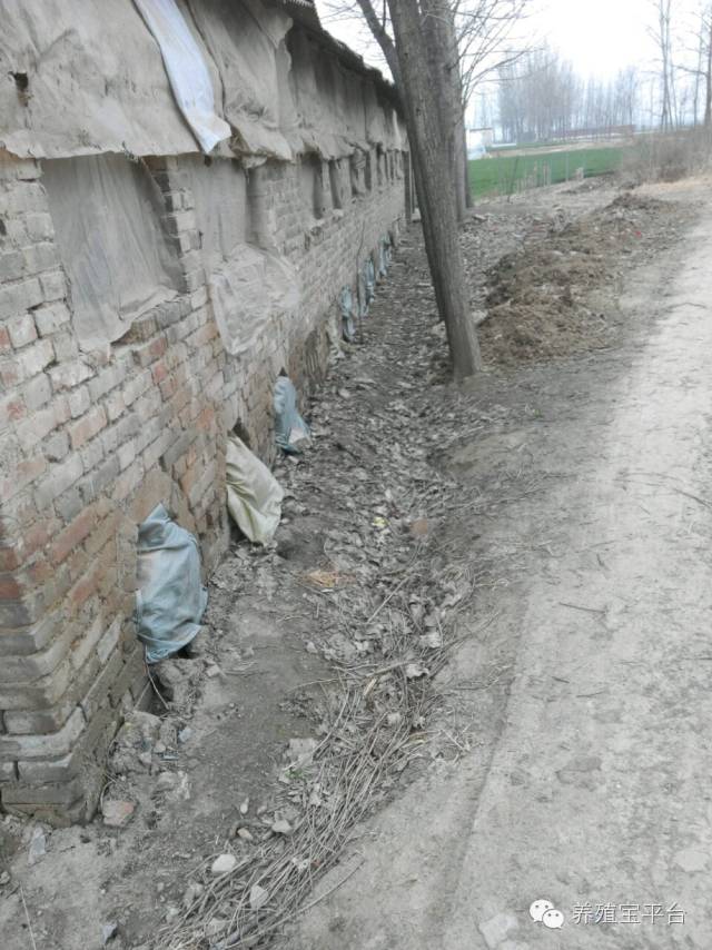 爱佳集团杨经理,杨文斌的养殖场