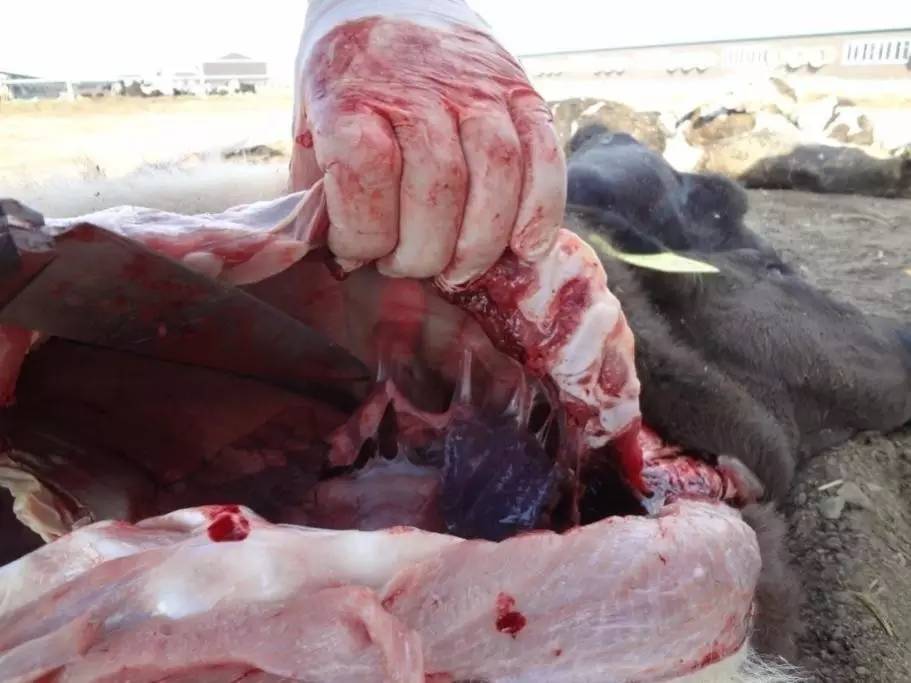 用心的犊牛管理者CRI国际兽医学博士——大卫L·布朗