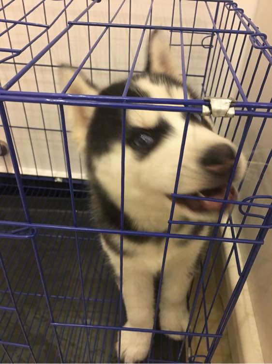 哈士奇的正确饲养方法有哪些,这才是哈士奇正确的打开方式