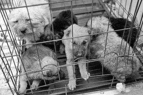 选择汪星人只看价格？真实经历告诉你为何不要贪便宜