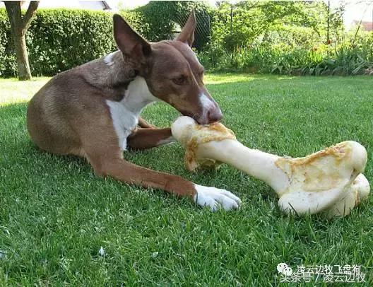 注意！骨头可以杀死狗！
