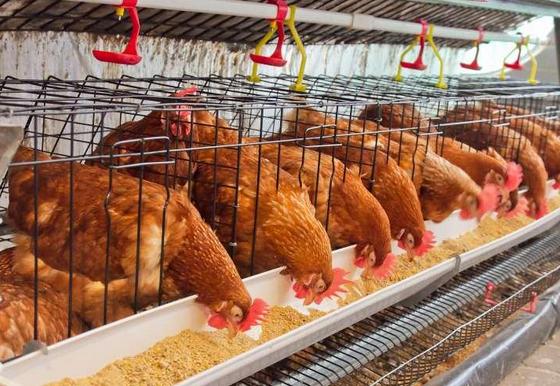 养醉鸡用什么品种好,藏鸡养殖技巧