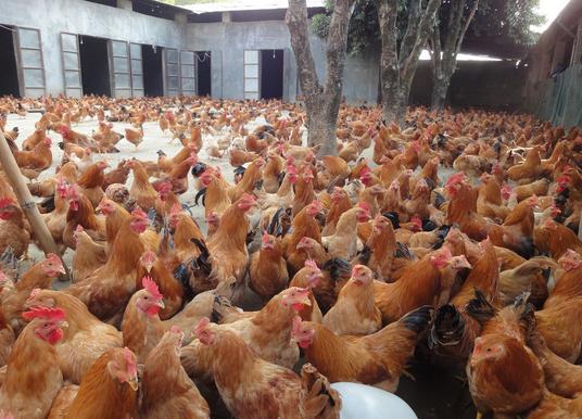 养醉鸡用什么品种好,藏鸡养殖技巧