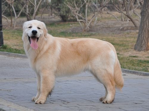 金毛犬高智商的5个表现,高智商的金毛犬视频