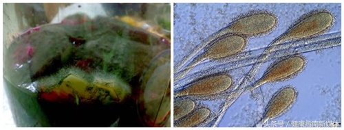 酵素是骗局为什么有人真的减肥了,酵素对人体健康的作用