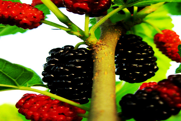 兰州亲们！红提摘完了我们相约去摘果桑可好？据说这里的果桑熟了