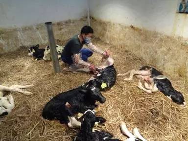 用心的犊牛管理者CRI国际兽医学博士——大卫L·布朗