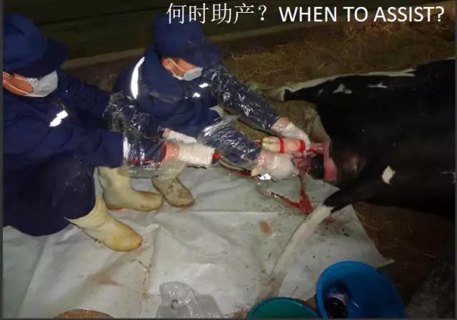 用心的犊牛管理者CRI国际兽医学博士——大卫L·布朗