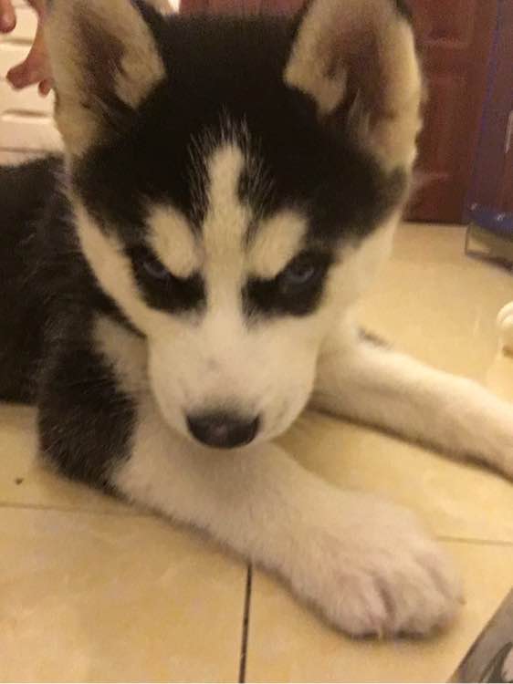 哈士奇的正确饲养方法有哪些,这才是哈士奇正确的打开方式