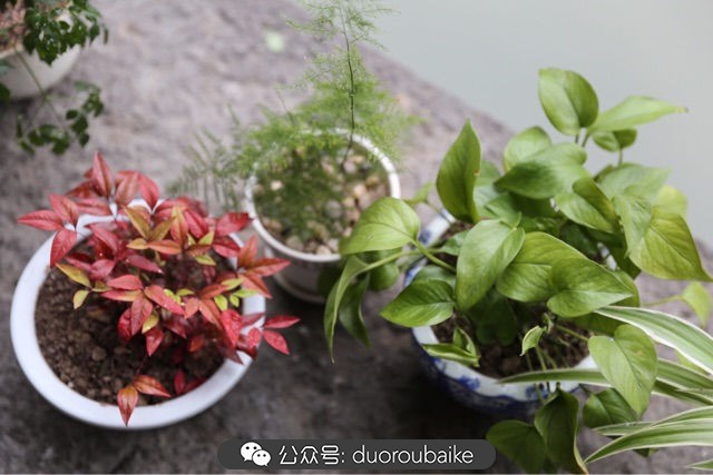 回忆之旅最适合带的植物,野外旅游必须记住的植物