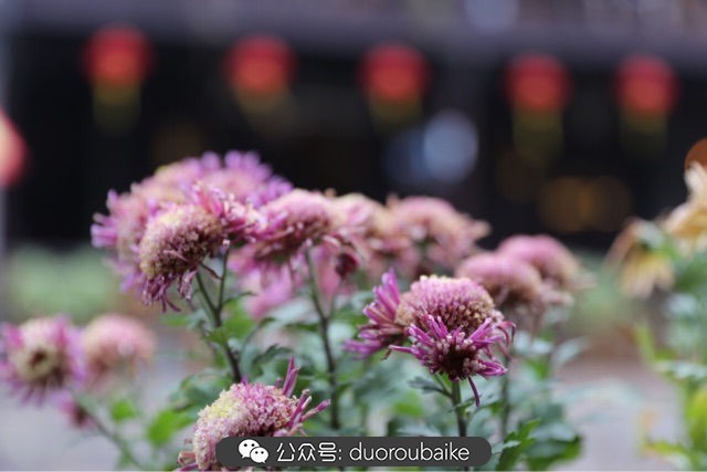 回忆之旅最适合带的植物,野外旅游必须记住的植物